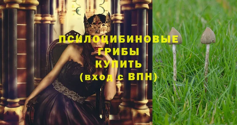 Псилоцибиновые грибы Psilocybe  Усть-Лабинск 